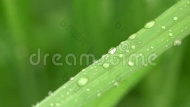 新鲜的青草有<strong>露珠</strong>的片段，绿色草地上有<strong>露珠</strong>的片段，绿色草地上有雨点的片段，绿色草地上有<strong>露珠</strong>的片段
